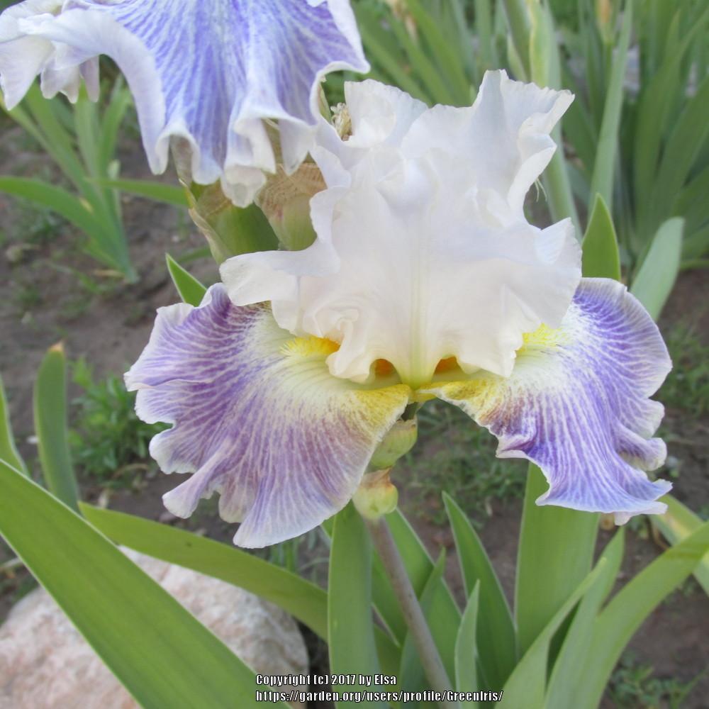 Photo of Tall Bearded Iris (Iris 'Invitation Only') uploaded by GreenIris