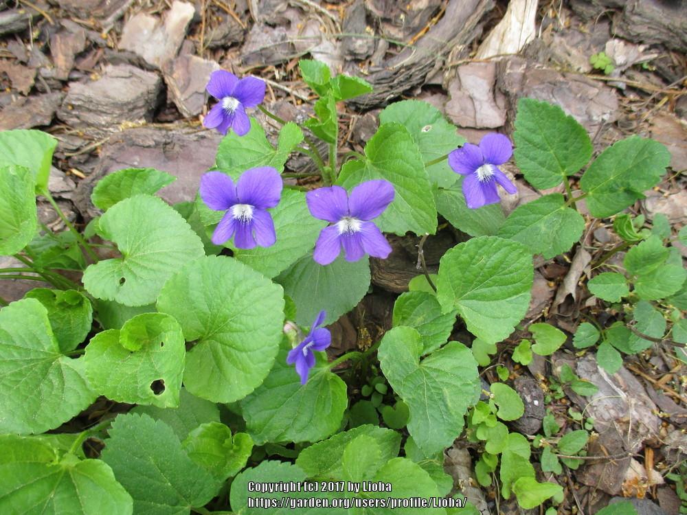 Photo of Common Blue Violet (Viola sororia) uploaded by Lioba