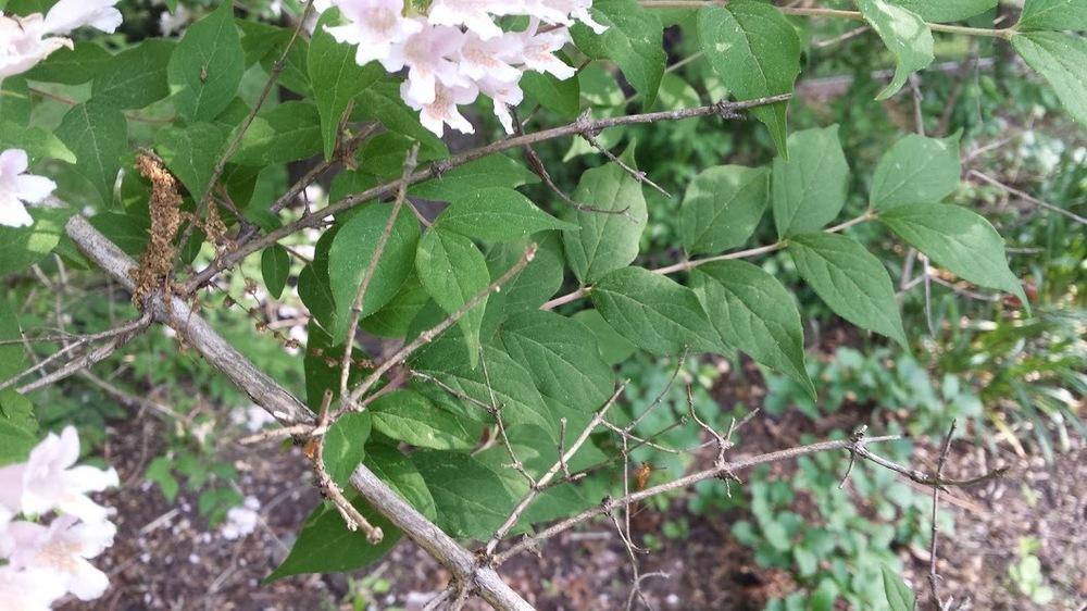 Photo of Beauty Bush (Kolkwitzia amabilis) uploaded by SueD
