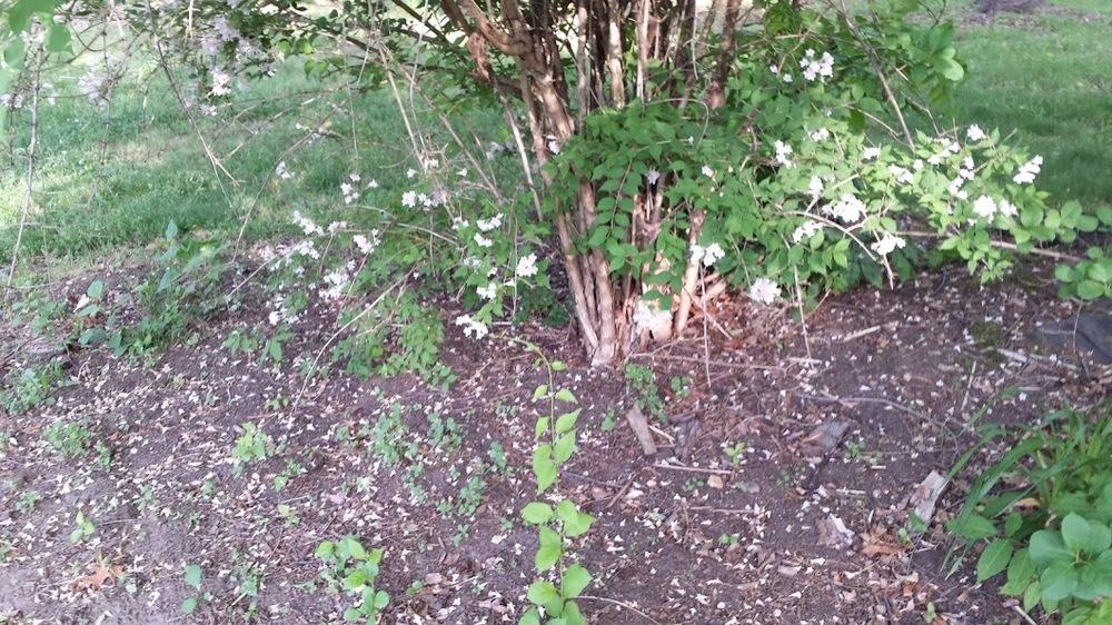 Photo of Beauty Bush (Kolkwitzia amabilis) uploaded by SueD