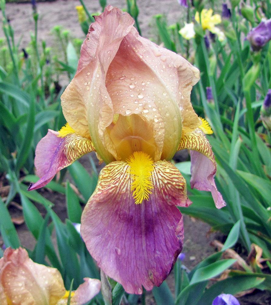 Photo of Tall Bearded Iris (Iris 'Rameses') uploaded by TBGDN