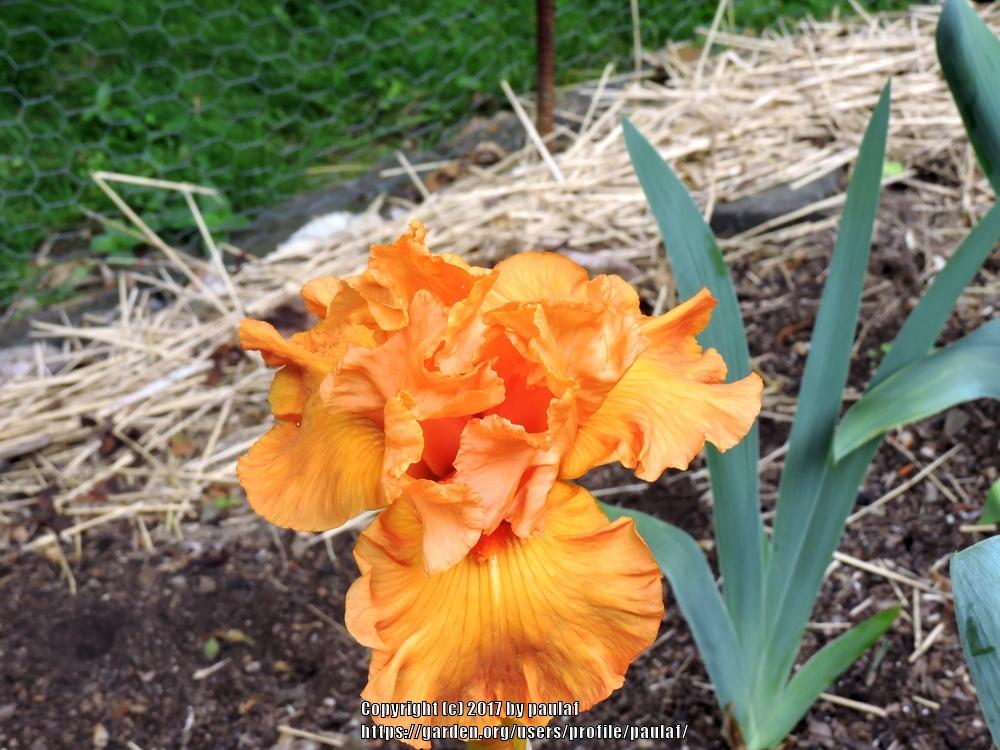 Photo of Irises (Iris) uploaded by paulaf
