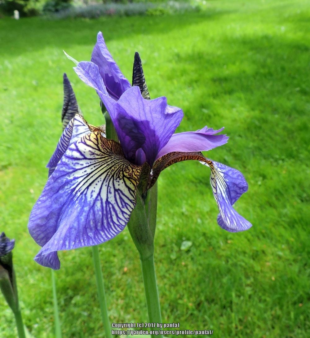 Photo of Siberian Iris (Iris 'Shaker's Prayer') uploaded by paulaf