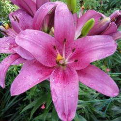 Location: My garden, Grapevine, TX
Date: May 2017
My first lilium purchased over 5 years ago and still going strong