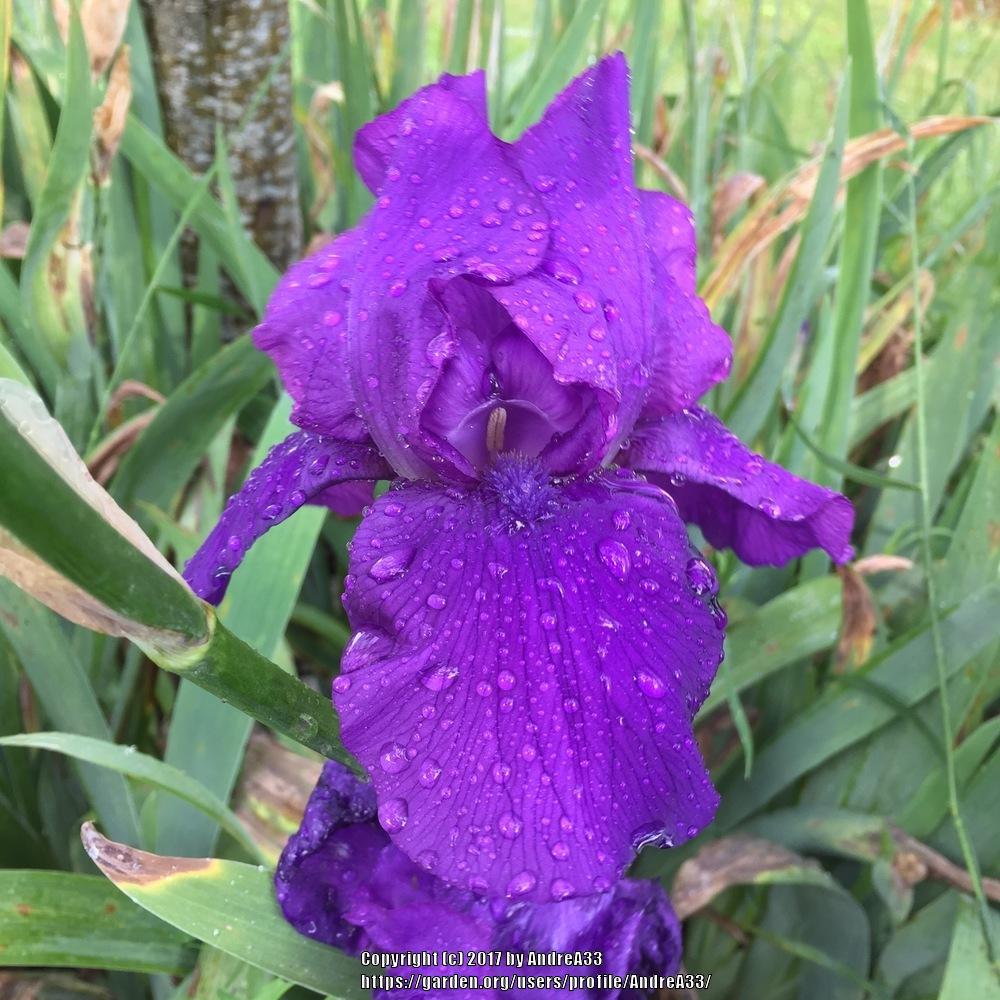 Photo of Tall Bearded Iris (Iris 'Royal Regency') uploaded by AndreA33