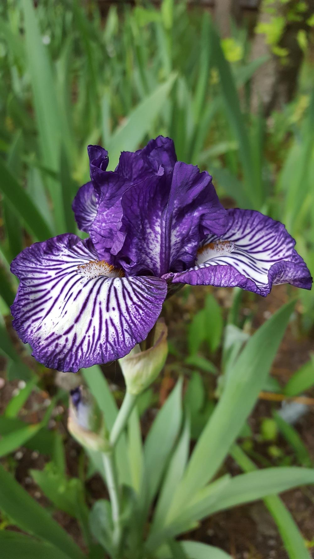 Photo of Intermediate Bearded Iris (Iris 'Line Drive') uploaded by Dachsylady86