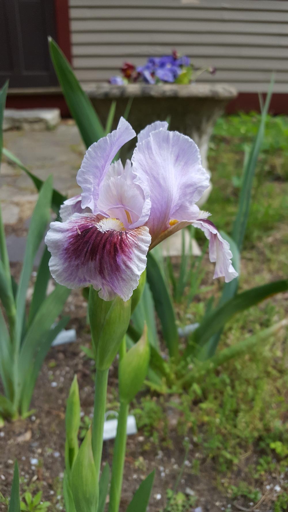 Photo of Arilbred Iris (Iris 'Free as the Wind') uploaded by Dachsylady86