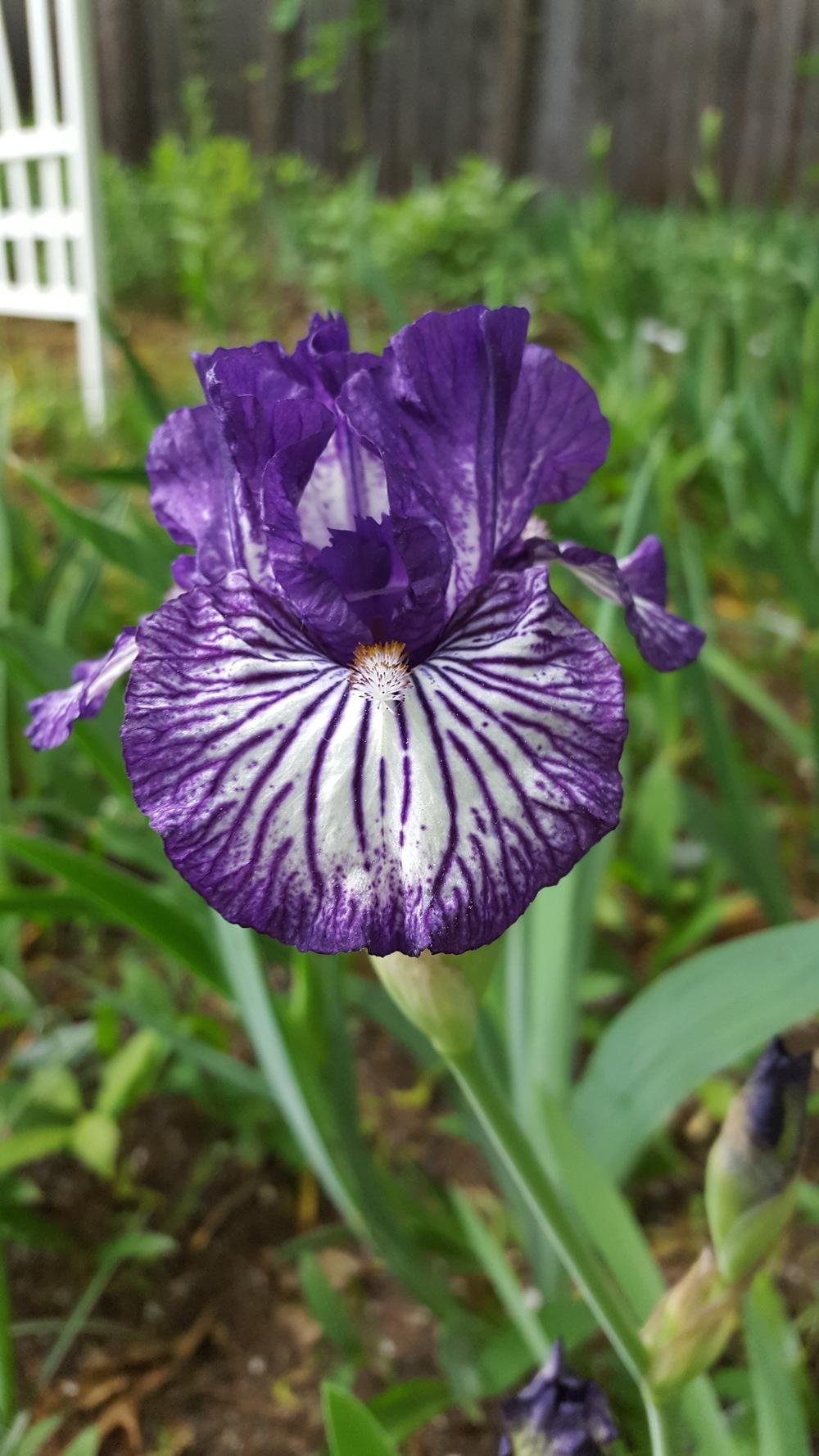 Photo of Intermediate Bearded Iris (Iris 'Line Drive') uploaded by Dachsylady86