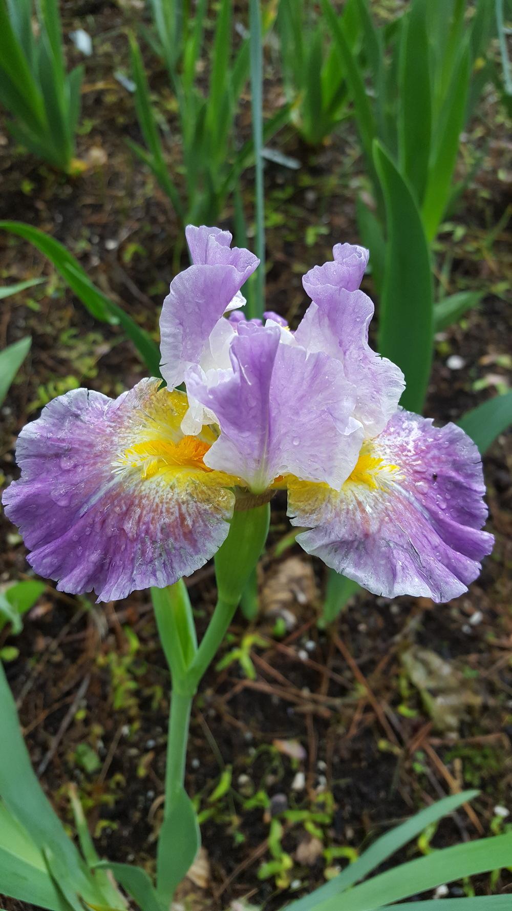 Photo of Intermediate Bearded Iris (Iris 'Backlit Beauty') uploaded by Dachsylady86