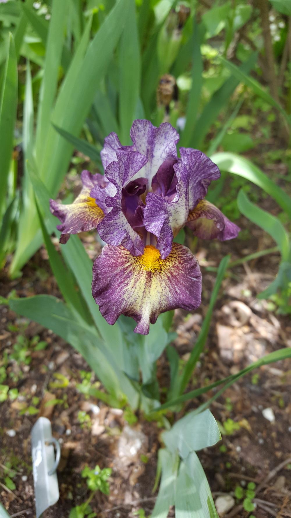 Photo of Standard Dwarf Bearded Iris (Iris 'Taz') uploaded by Dachsylady86