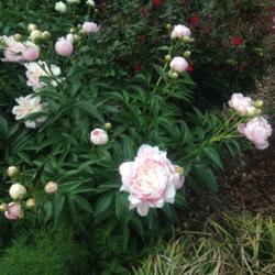 Location: My garden, Pequea, Pennsylvania 17565
Date: 2017-05-19