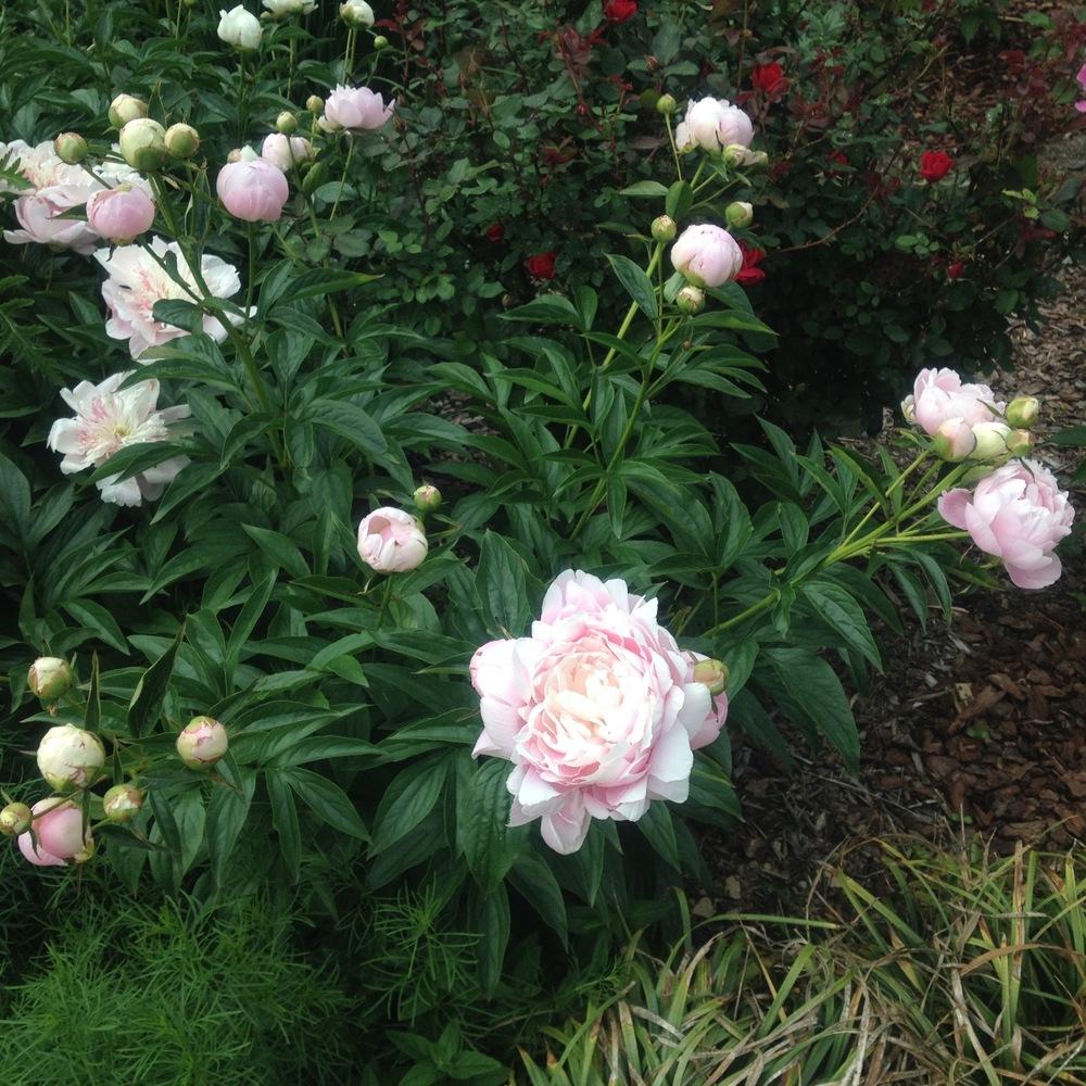 Photo of Chinese Peony (Paeonia lactifora 'Mrs. Franklin D. Roosevelt') uploaded by csandt
