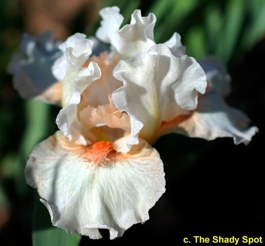 Photo of Standard Dwarf Bearded Iris (Iris 'It's a Small World') uploaded by lovemyhouse