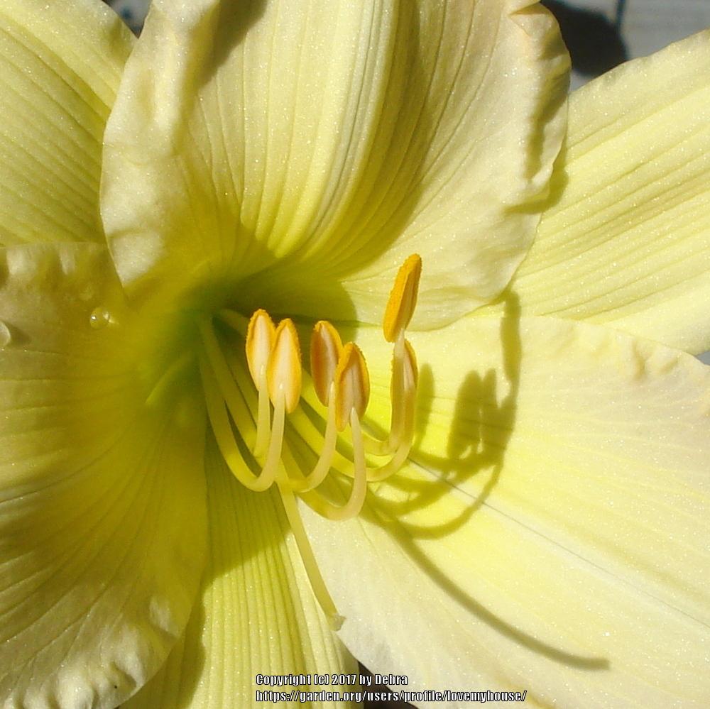 Photo of Daylily (Hemerocallis 'Beautiful Edgings') uploaded by lovemyhouse