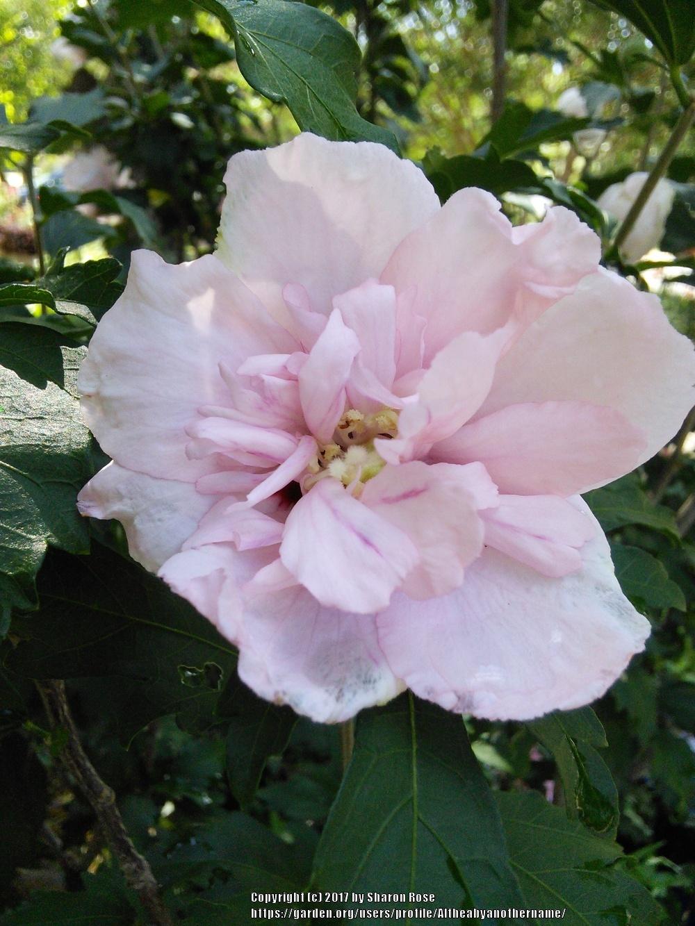 Photo of Rose of Sharon (Hibiscus syriacus 'Double Pink') uploaded by Altheabyanothername