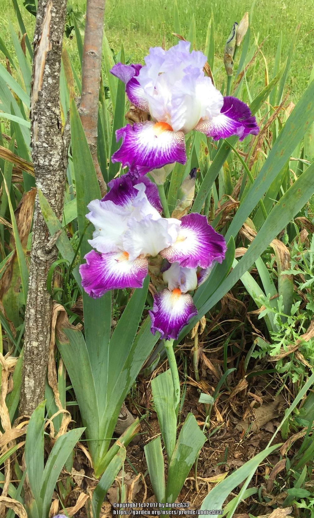 Photo of Tall Bearded Iris (Iris 'Aurelie') uploaded by AndreA33