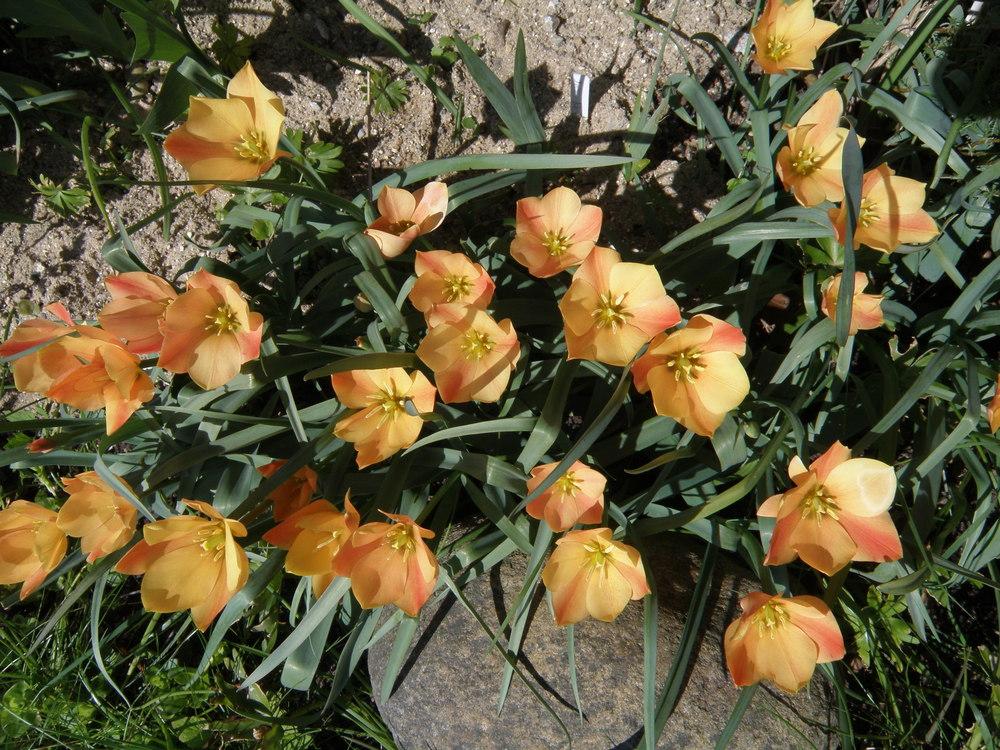 Photo of Batalin Botanical Tulip (Tulipa linifolia 'Bright Gem') uploaded by IrisLilli