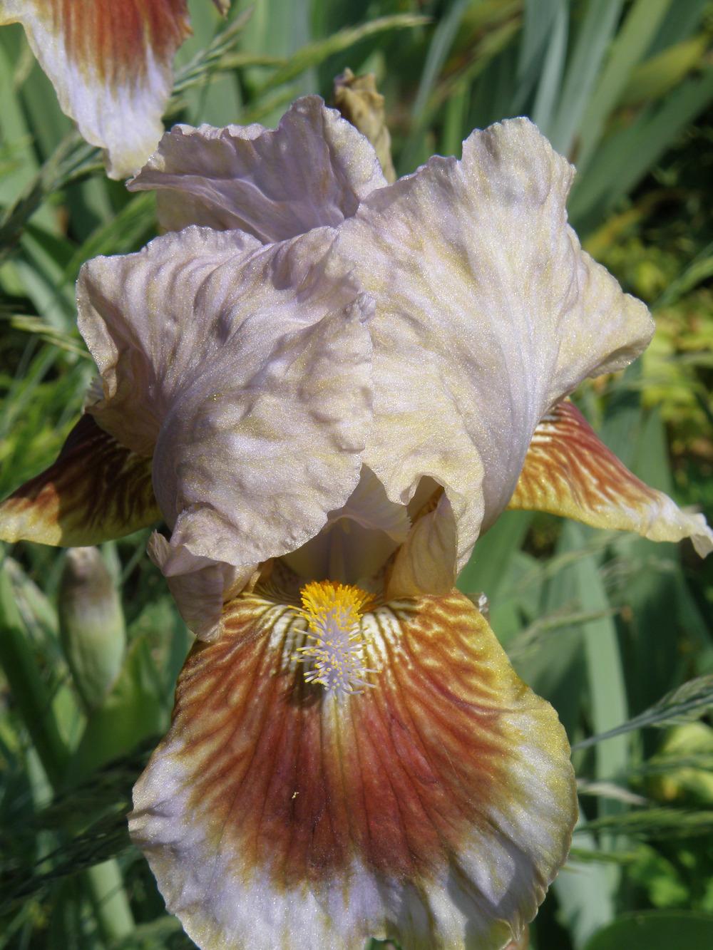 Photo of Intermediate Bearded Iris (Iris 'Langport Storm') uploaded by IrisLilli
