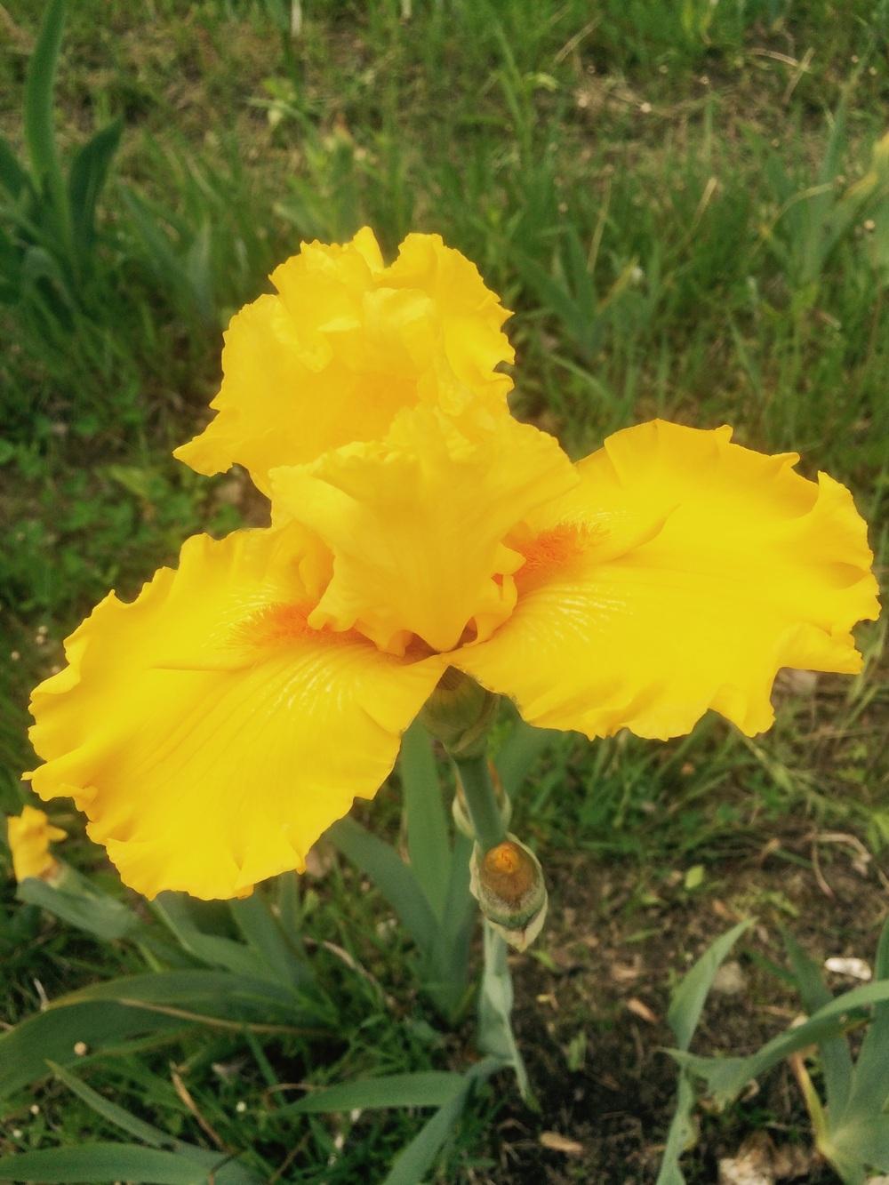 Photo of Tall Bearded Iris (Iris 'Glitter Gulch') uploaded by Lbsmitty