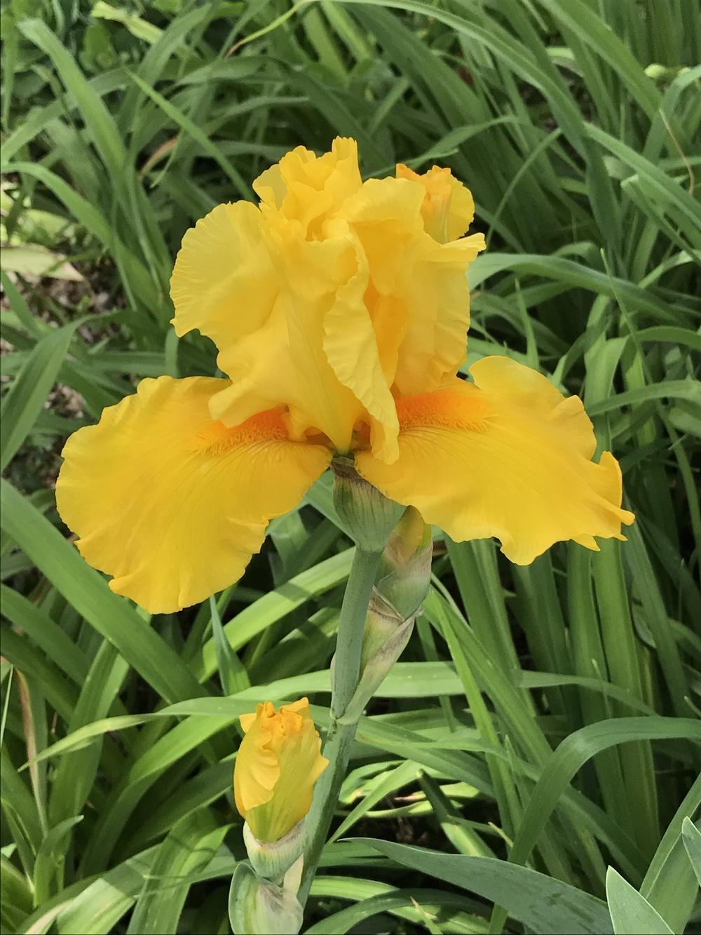 Photo of Tall Bearded Iris (Iris 'Well Endowed') uploaded by Legalily