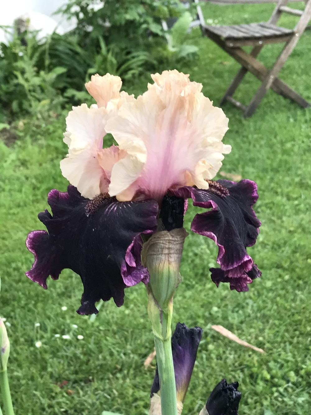 Photo of Tall Bearded Iris (Iris 'Midnight Rose') uploaded by Meuser