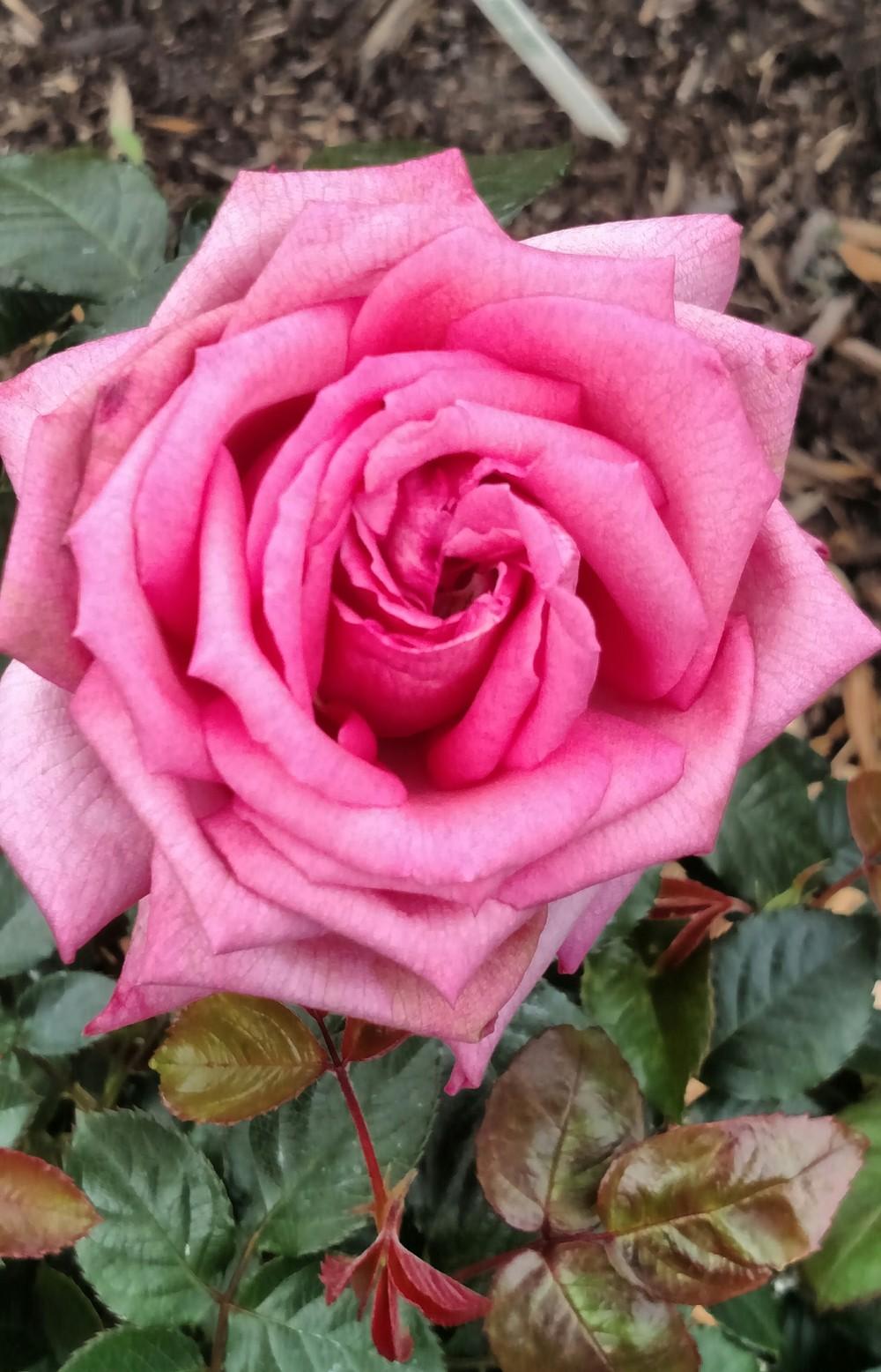 Photo of Rose (Rosa 'Wedding Bells') uploaded by Sarafoot