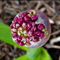 Location: Stockholm County, Sweden
Date: 2017-05-21
Allium slowly opening, full bloom expected in 3-4 weeks