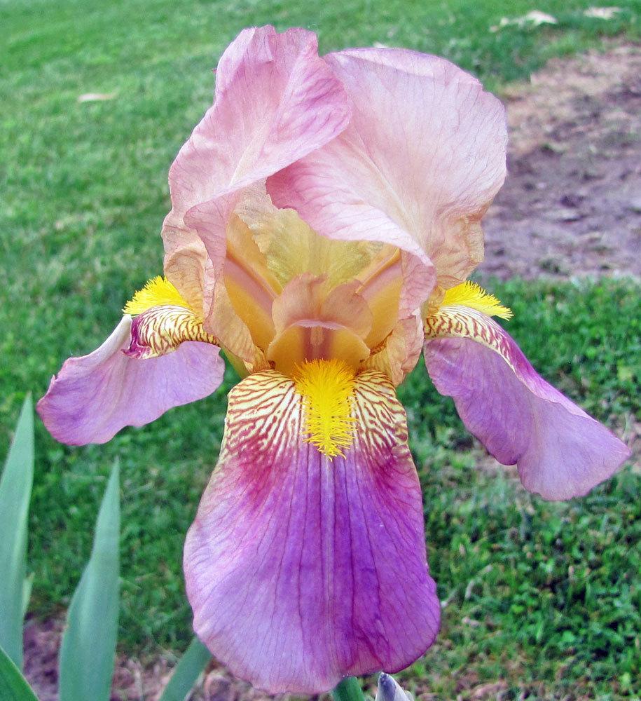 Photo of Tall Bearded Iris (Iris 'Rameses') uploaded by TBGDN