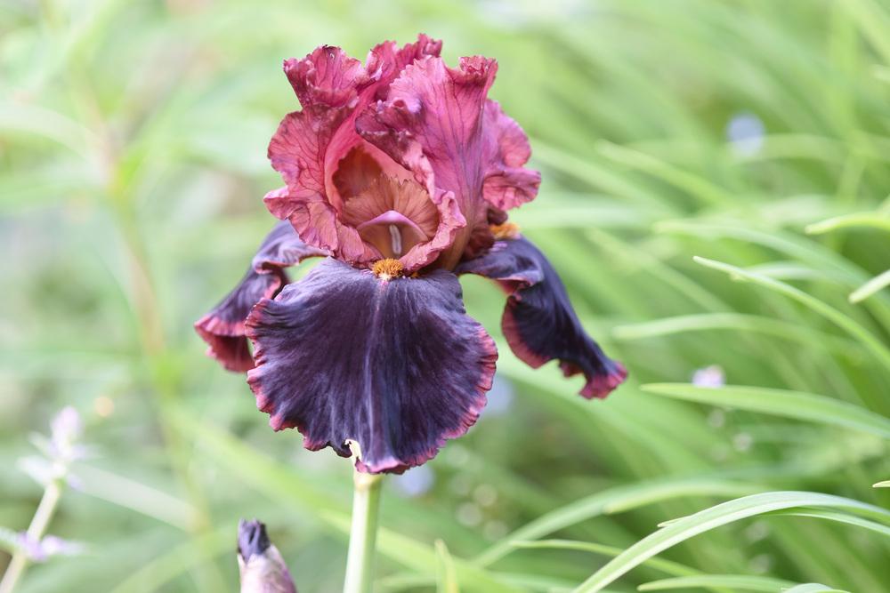 Photo of Tall Bearded Iris (Iris 'Strozzapreti') uploaded by cliftoncat