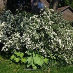 Location: Apple Valley MN
Date: 2017-05-22
Spiraea prunifolia Bridal Wreath