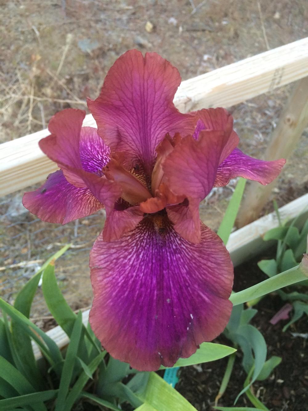 Photo of Arilbred Iris (Iris 'De Nile') uploaded by djinnevada