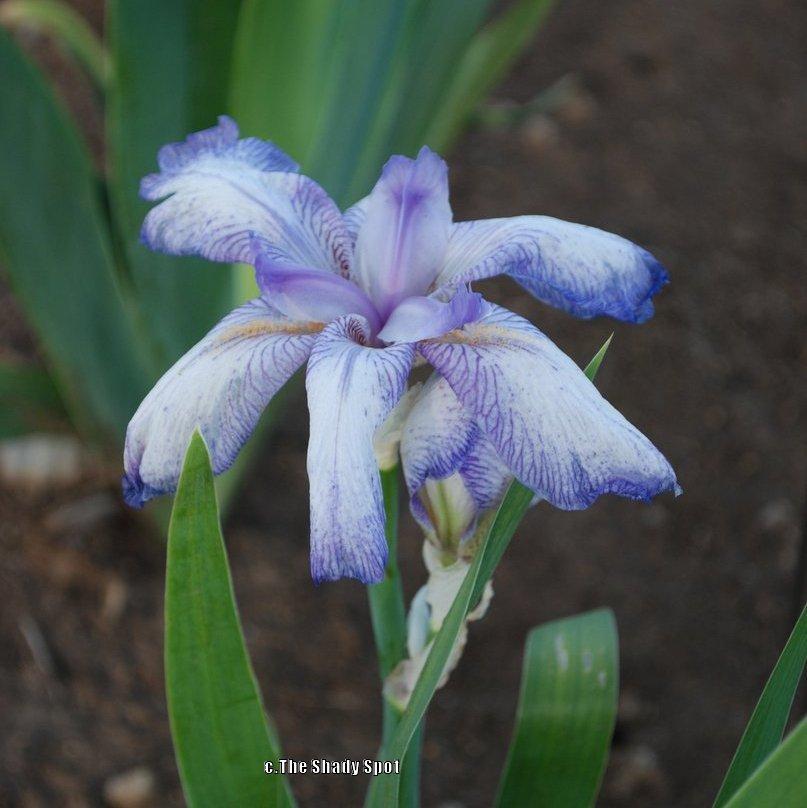 Photo of Border Bearded Iris (Iris 'Little Freak') uploaded by lovemyhouse