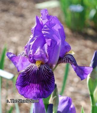 Photo of Tall Bearded Iris (Iris 'Monsignor') uploaded by lovemyhouse
