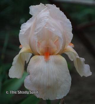Photo of Tall Bearded Iris (Iris 'Cherie') uploaded by lovemyhouse