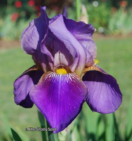 Photo of Tall Bearded Iris (Iris 'Lent A. Williamson') uploaded by lovemyhouse