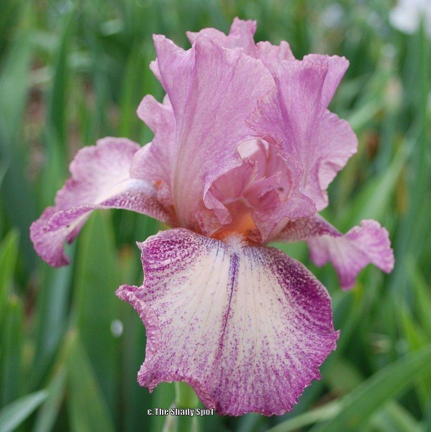 Photo of Tall Bearded Iris (Iris 'Rancho Rose') uploaded by lovemyhouse