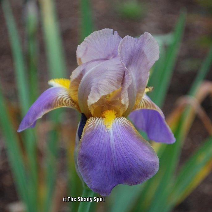 Photo of Tall Bearded Iris (Iris 'Quaker Lady') uploaded by lovemyhouse