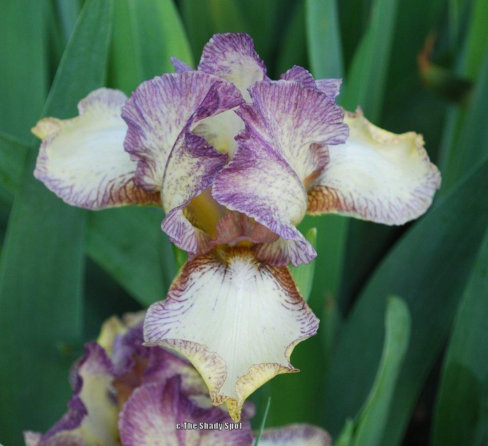 Photo of Intermediate Bearded Iris (Iris 'Lido Lady') uploaded by lovemyhouse