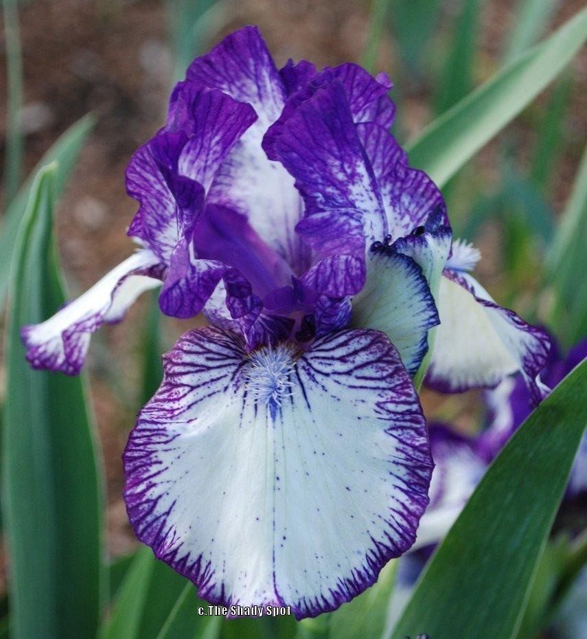 Photo of Intermediate Bearded Iris (Iris 'Rare Edition') uploaded by lovemyhouse