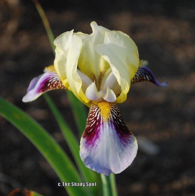 Photo of Tall Bearded Iris (Iris 'Roméo') uploaded by lovemyhouse