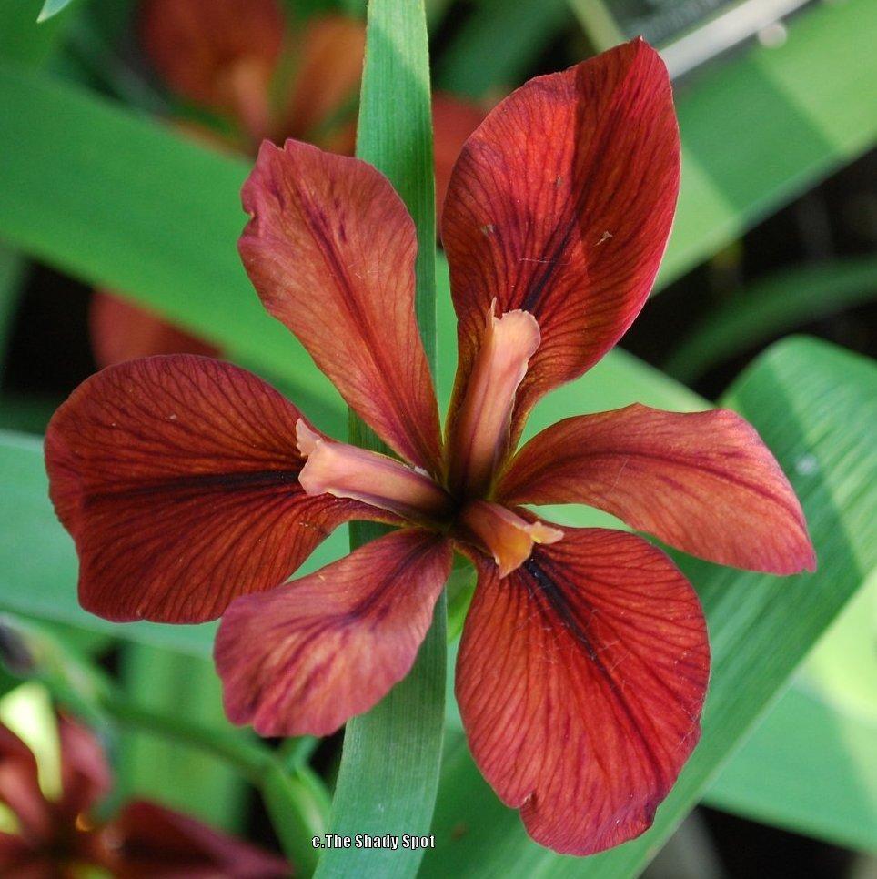Photo of Louisiana Iris (Iris 'Red Echo') uploaded by lovemyhouse