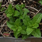 Sweet Mint begins its second year in my backyard on 23 May 2017.