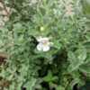 White flowering Texas Sage