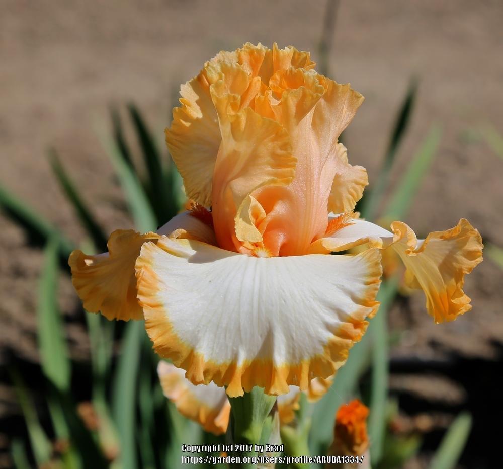 Photo of Tall Bearded Iris (Iris 'Precious Halo') uploaded by ARUBA1334