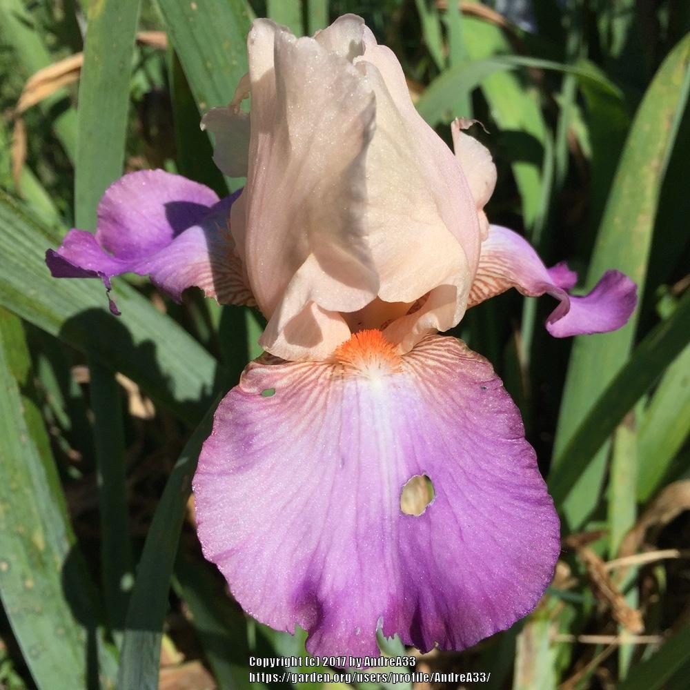 Photo of Tall Bearded Iris (Iris 'Loudoun Charmer') uploaded by AndreA33