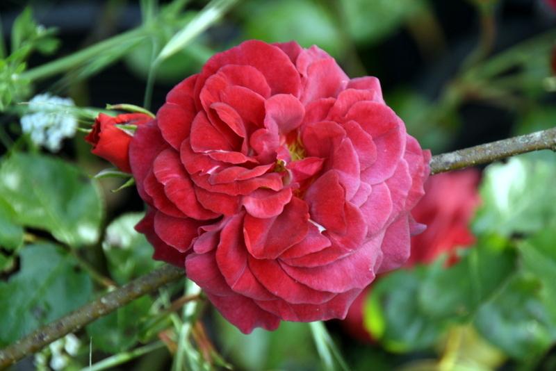 Photo of Rose (Rosa 'Brown Velvet') uploaded by Calif_Sue