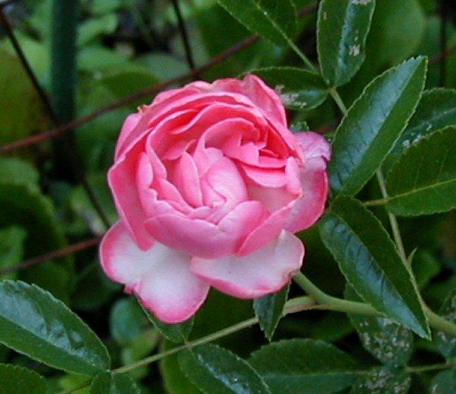 Photo of Rose (Rosa 'Margo Koster') uploaded by RoseBlush1