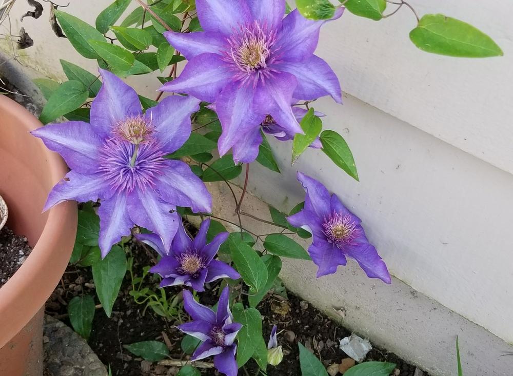 Photo of Clematis 'Multi Blue' uploaded by TomThumb