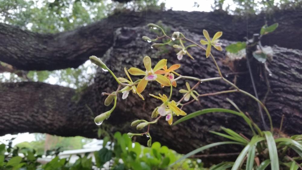 Photo of Florida Butterfly Orchid (Encyclia tampensis) uploaded by dyzzypyxxy