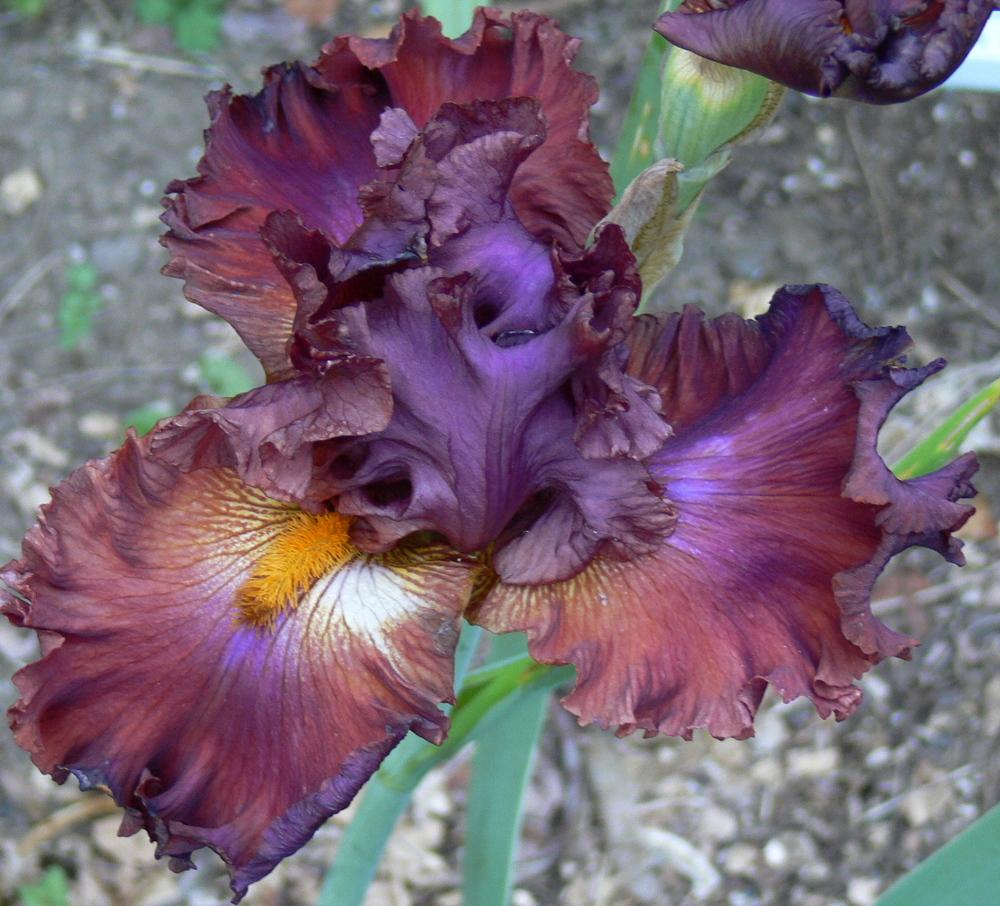 Photo of Tall Bearded Iris (Iris 'Ready for My Closeup') uploaded by janwax